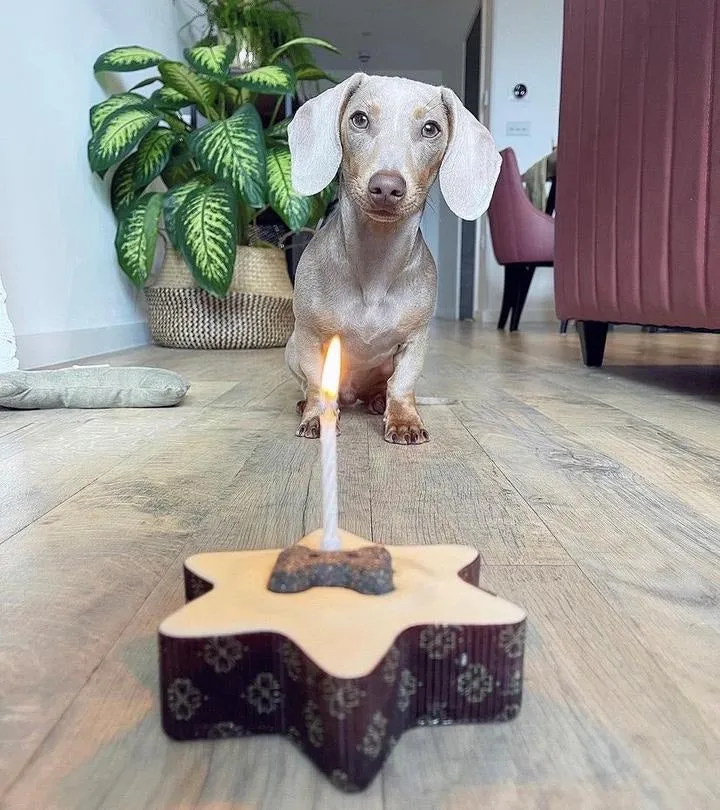 Barking Bakery Small Star Shaped Cake For Dogs