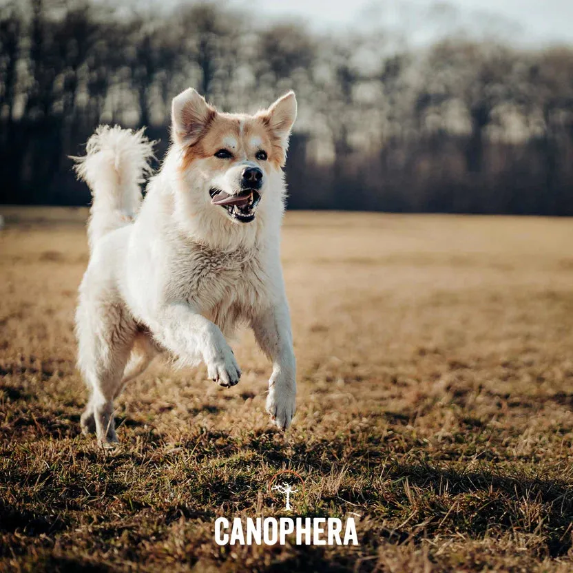 Canophera Briar Root