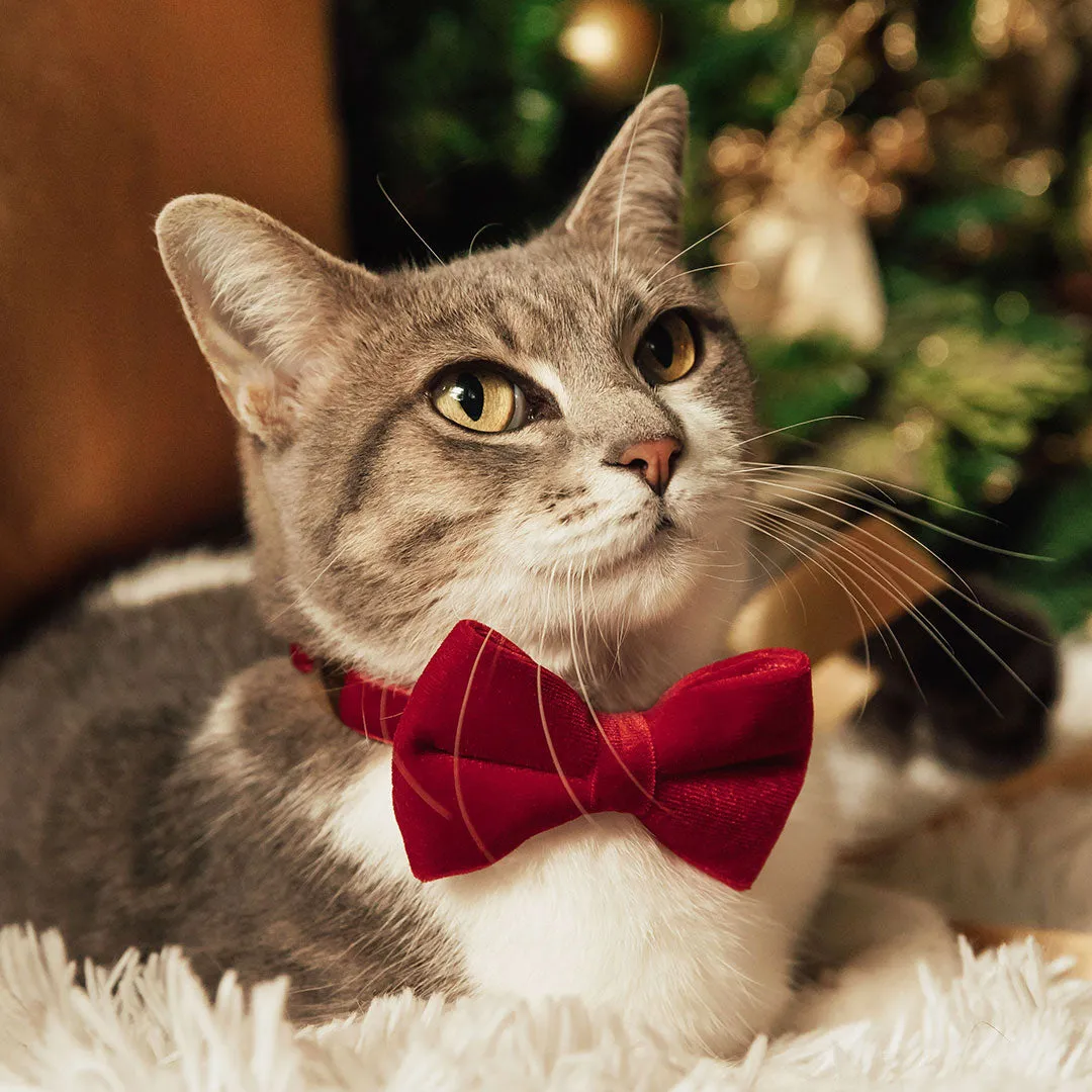 Cat Collar - "Velvet - Garnet Red" - Luxe Red Velvet - Breakaway Buckle or Non-Breakaway - Cat   Small Dog Sizes