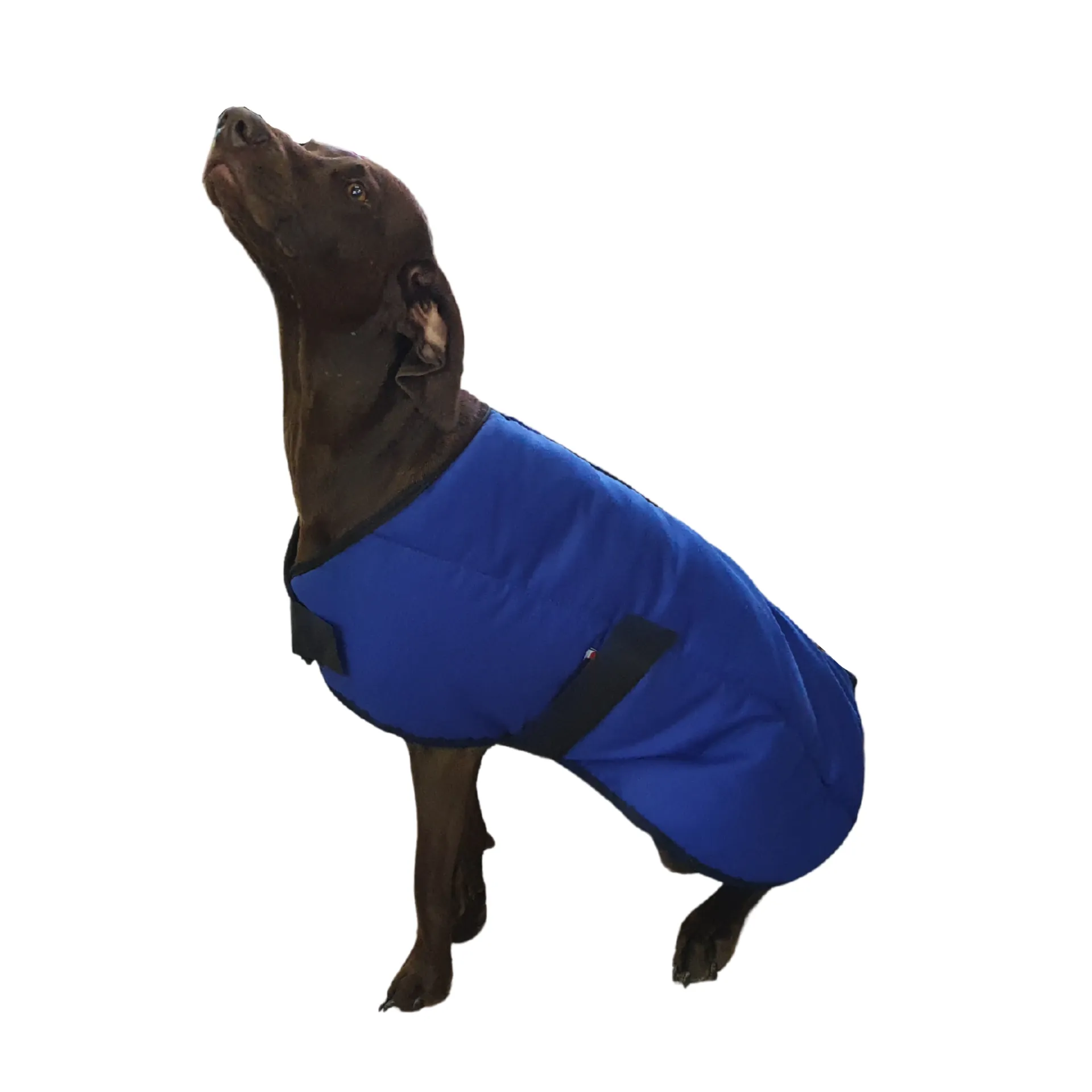 Dog Jacket Solo