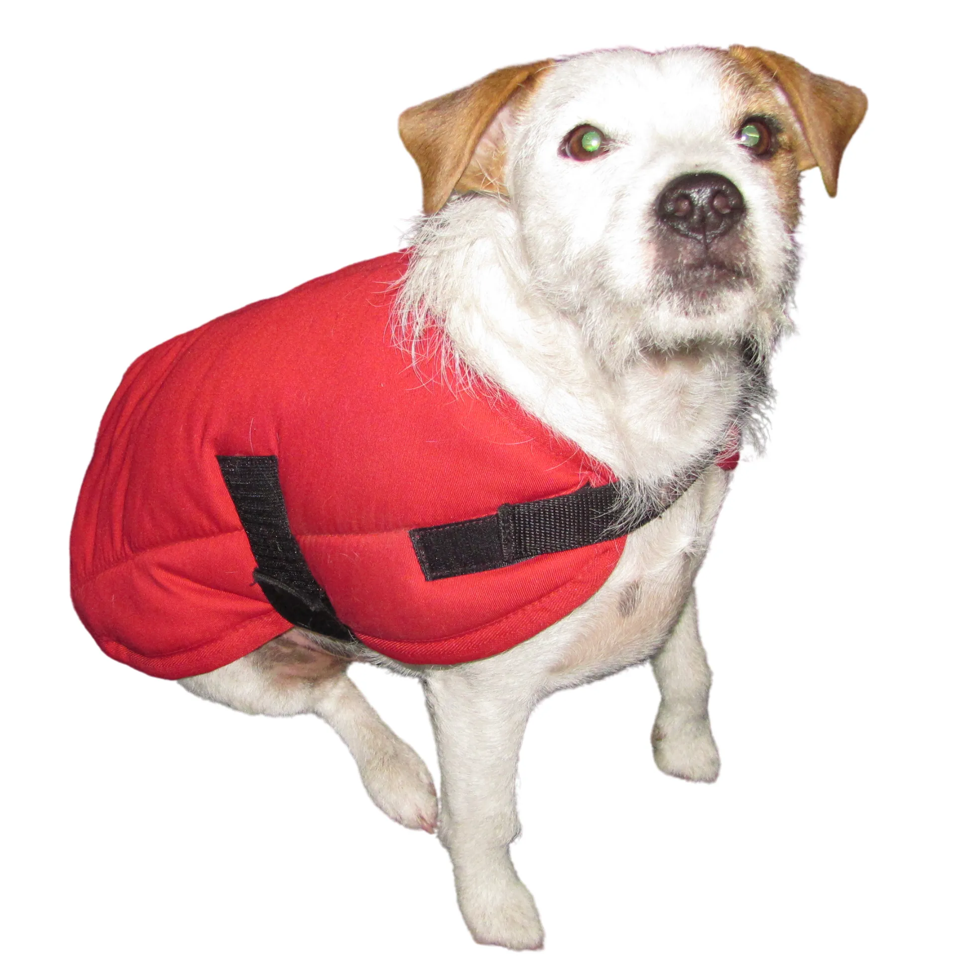 Dog Jacket Solo