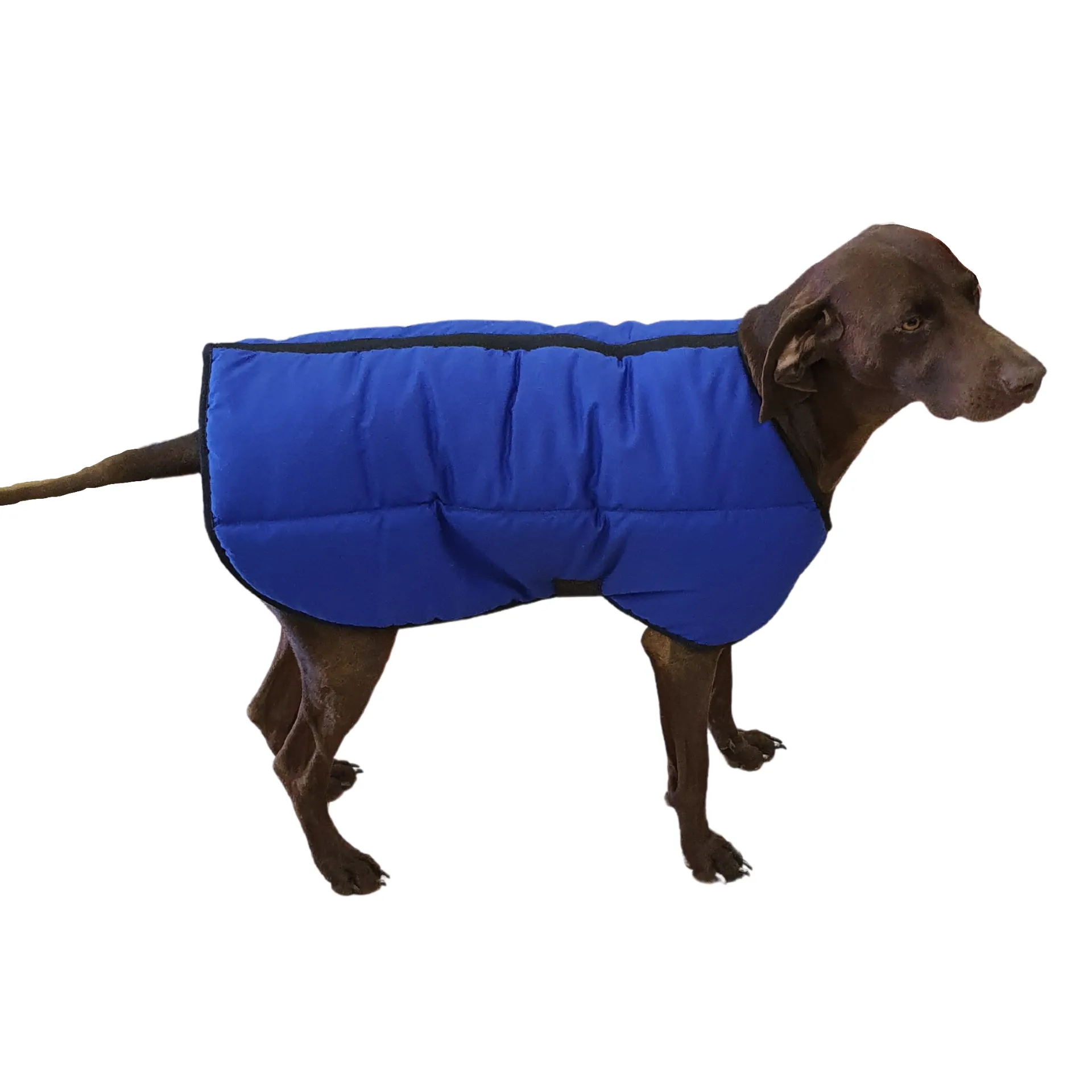 Dog Jacket Solo