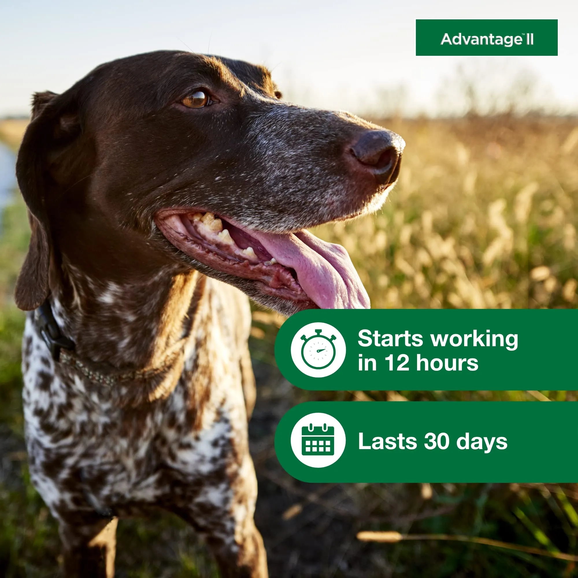 Elanco Advantage II Medium Dog 6-Month Dose Flea and Tick Spot-on Treatment - 11-20 Lbs - Teal - 6 Pack