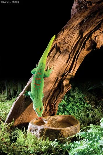 Exo Terra Gecko Water & Feeding Dish