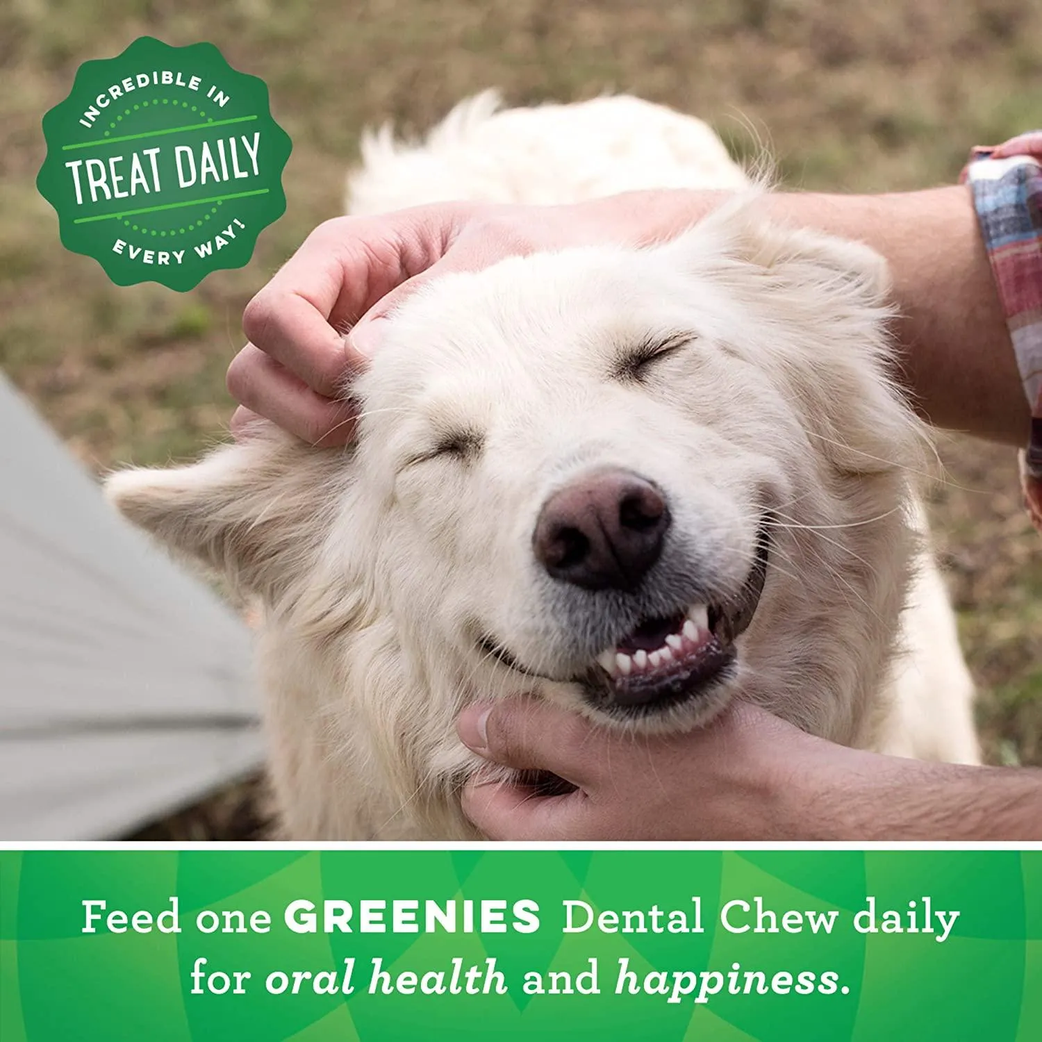 Greenies Dental Treat Original Regular