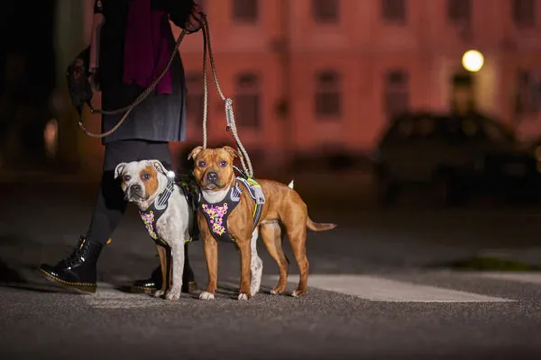 Neoprene Reflective Harness | Weekend Warrior Neon