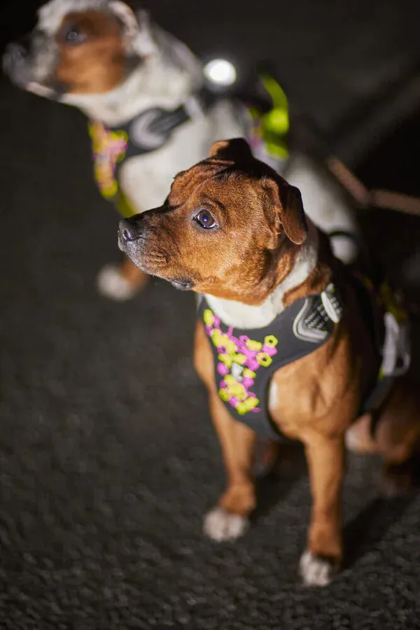 Neoprene Reflective Harness | Weekend Warrior Neon