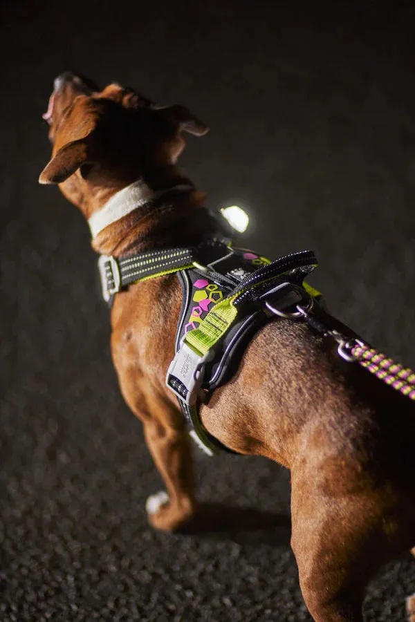 Neoprene Reflective Harness | Weekend Warrior Neon