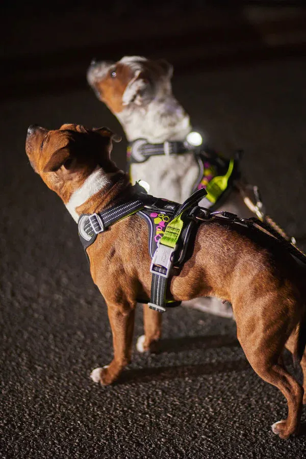 Neoprene Reflective Harness | Weekend Warrior Neon