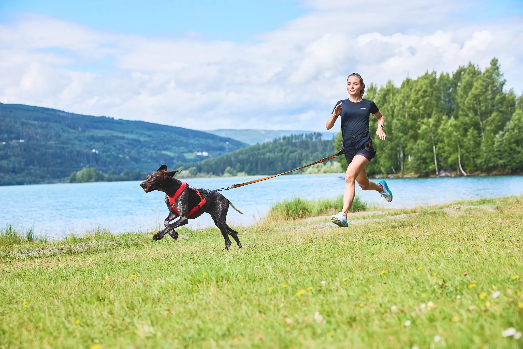 Non-Stop Dog Wear: Freemotion Harness 5.0