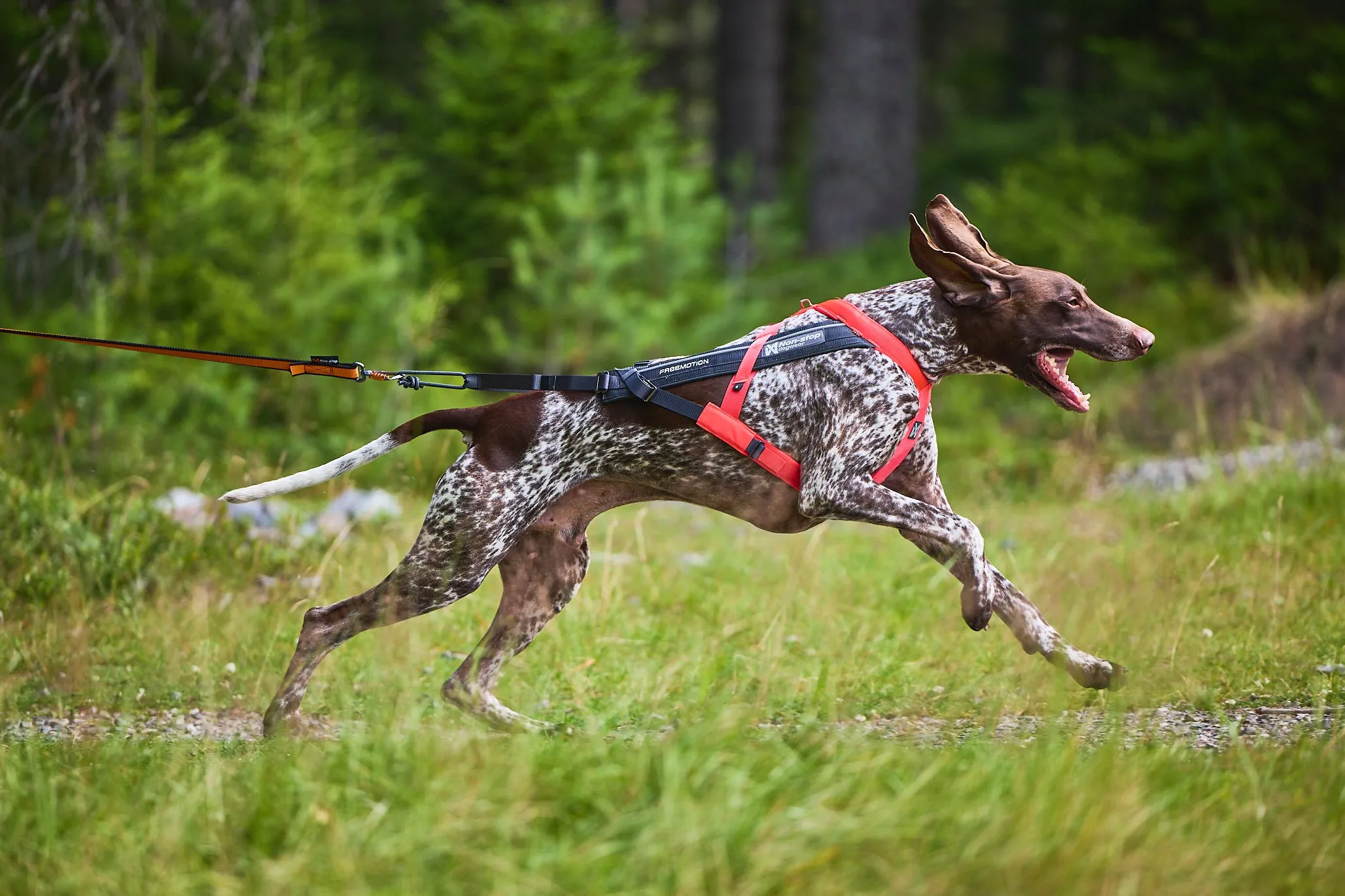 Non-Stop Dog Wear: Freemotion Harness 5.0