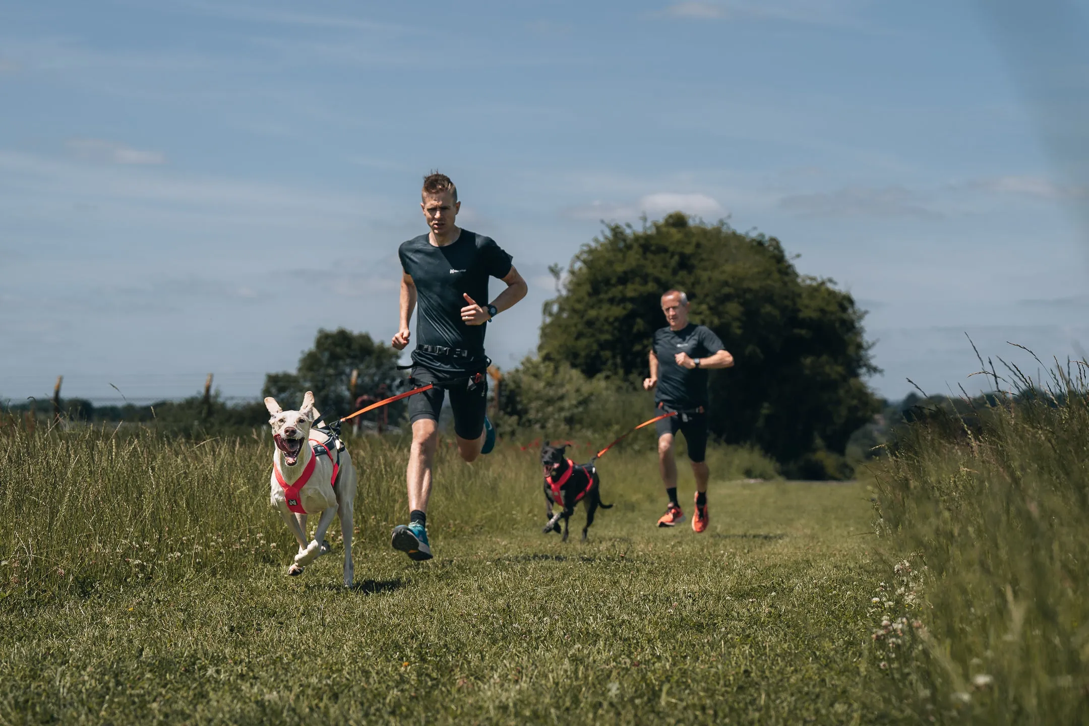 Non-Stop Dog Wear: Freemotion Harness 5.0