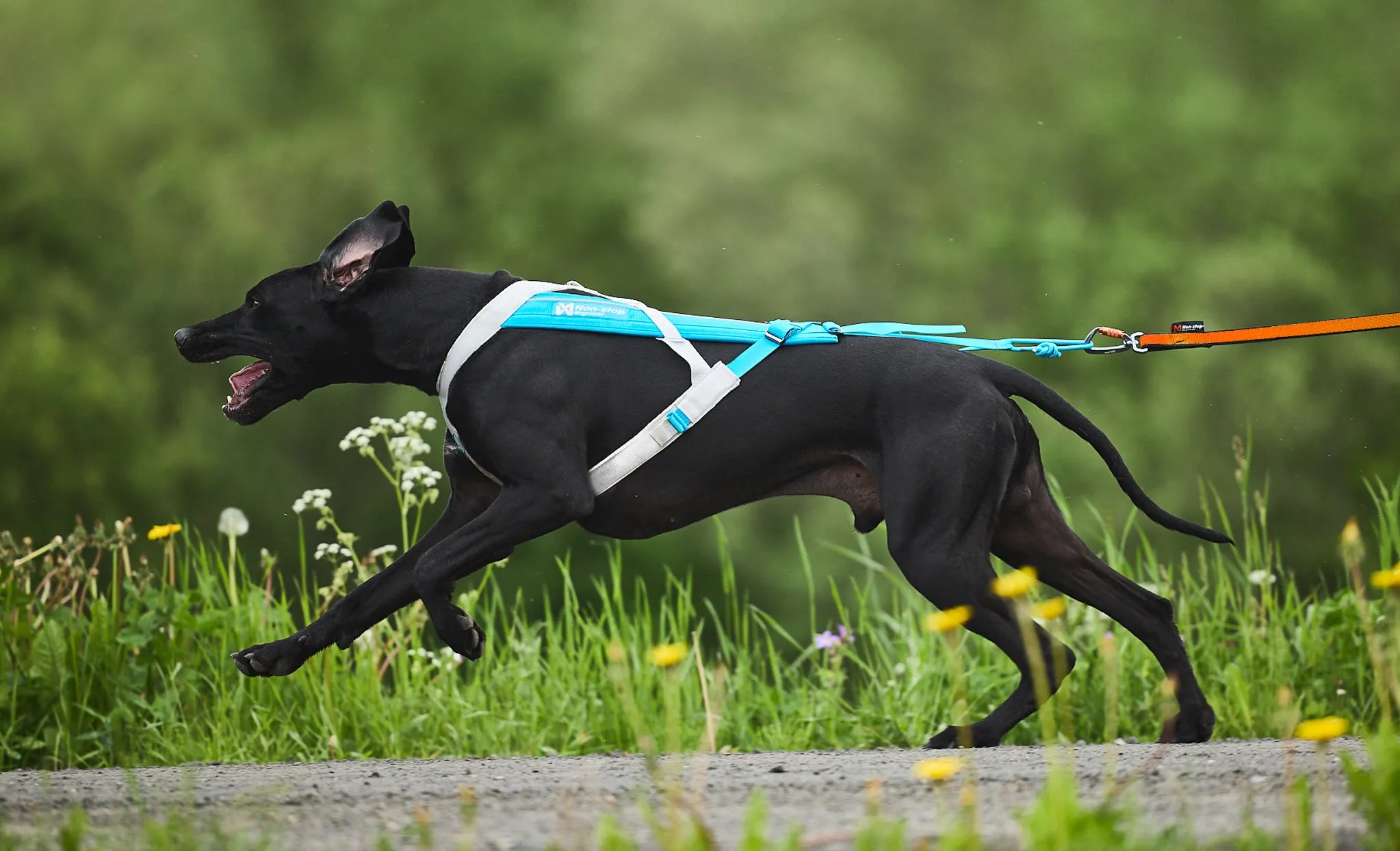 Non-Stop Dog Wear: Freemotion Harness 5.0