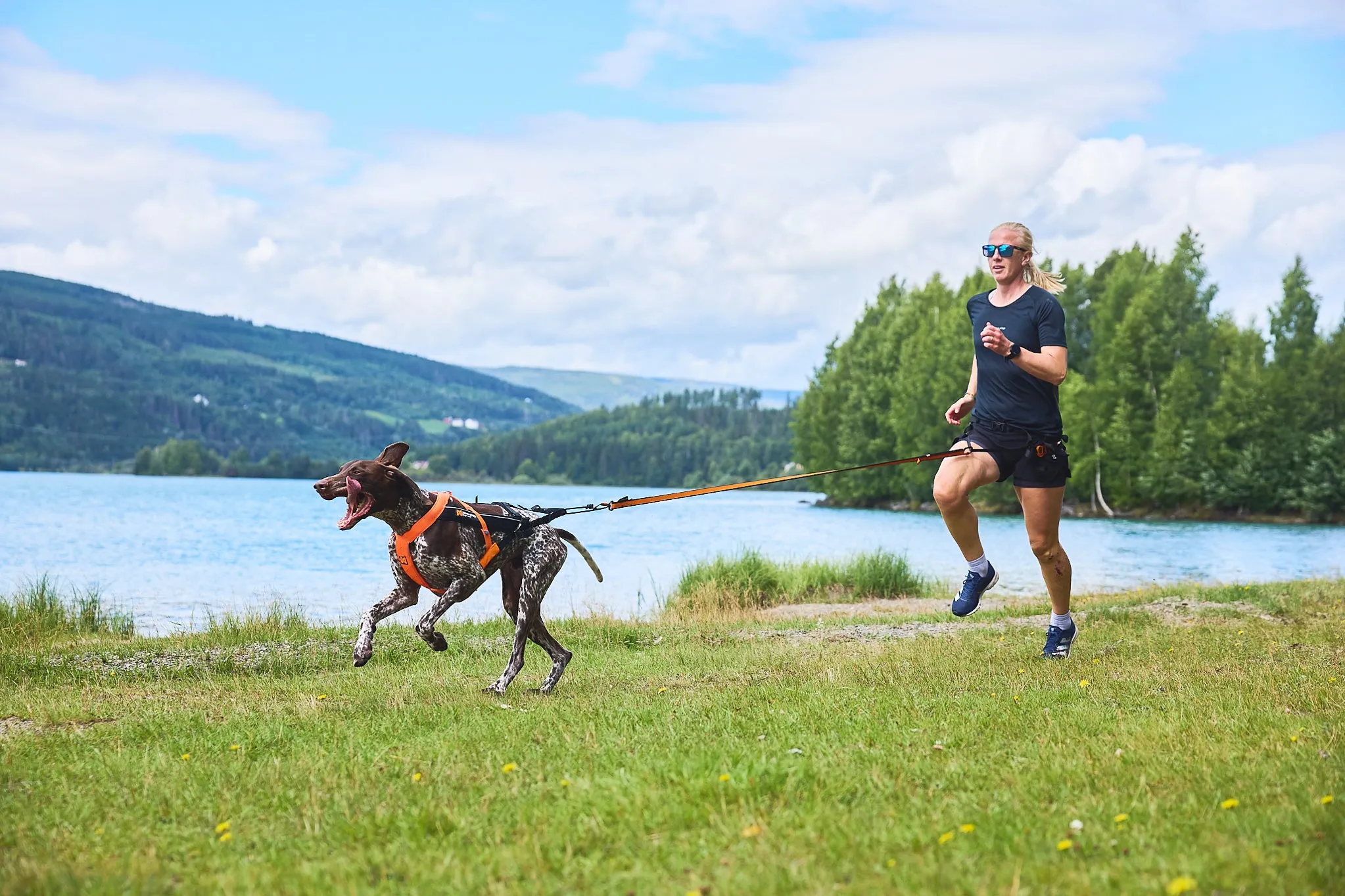 Non-Stop Dog Wear: Freemotion Harness 5.0
