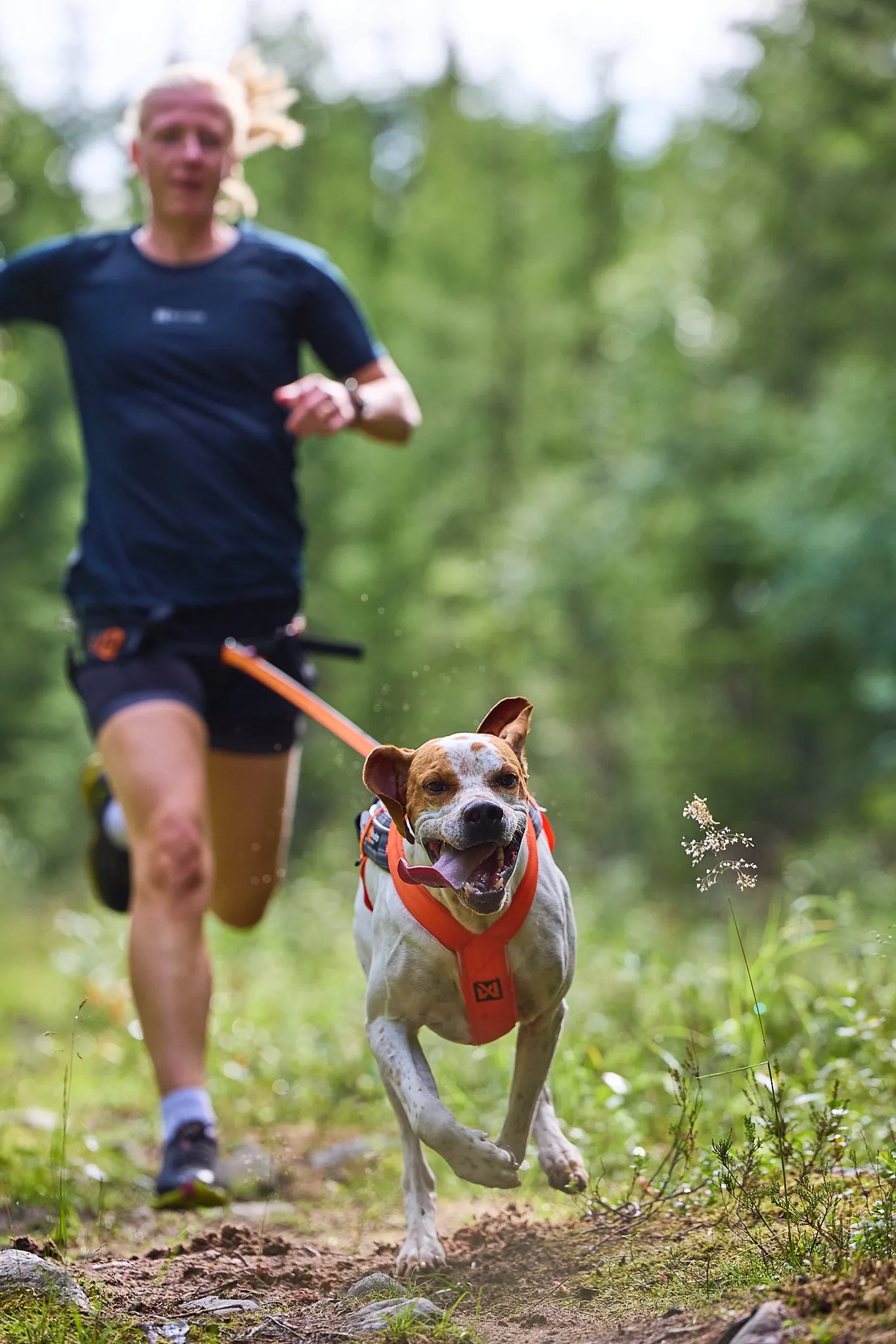 Non-Stop Dog Wear: Freemotion Harness 5.0