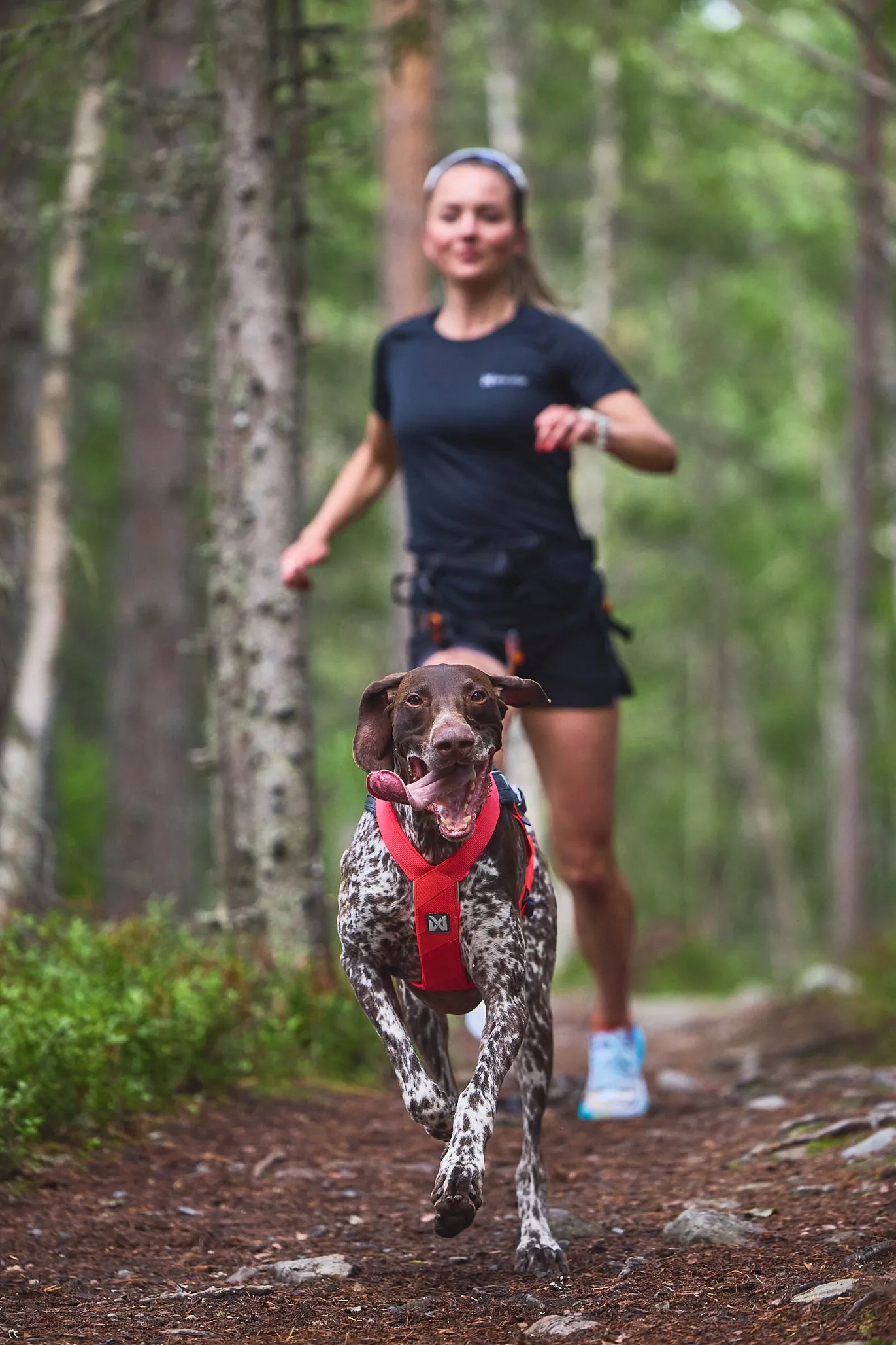 Non-Stop Dog Wear: Freemotion Harness 5.0