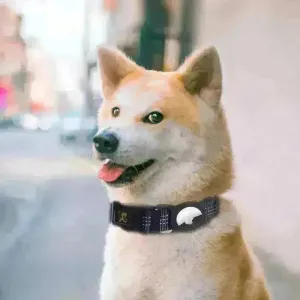 Pet's Mobile Phone Tracker and Protector collar