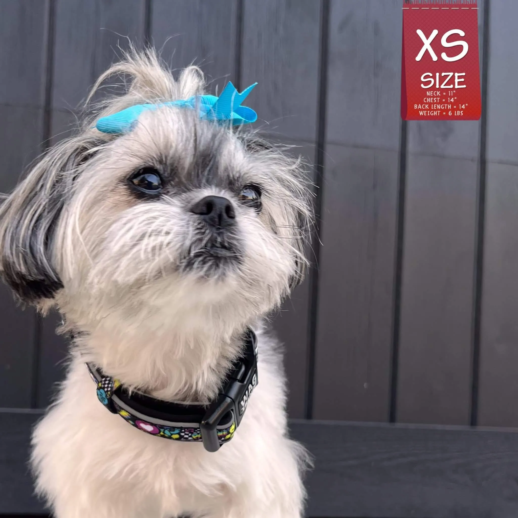 Reflective Dog Collar - Skull Society