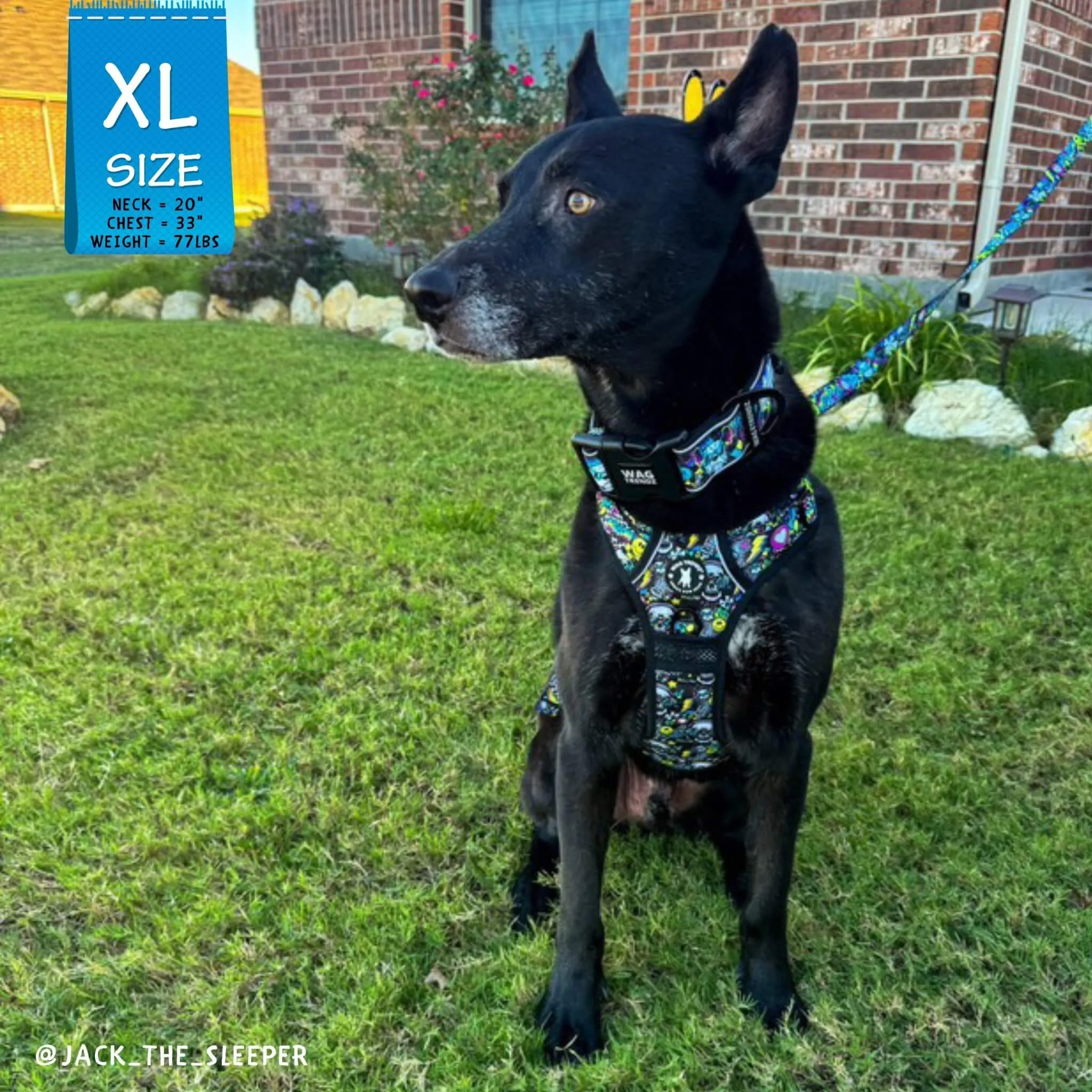 Reflective Dog Collar - Skull Society