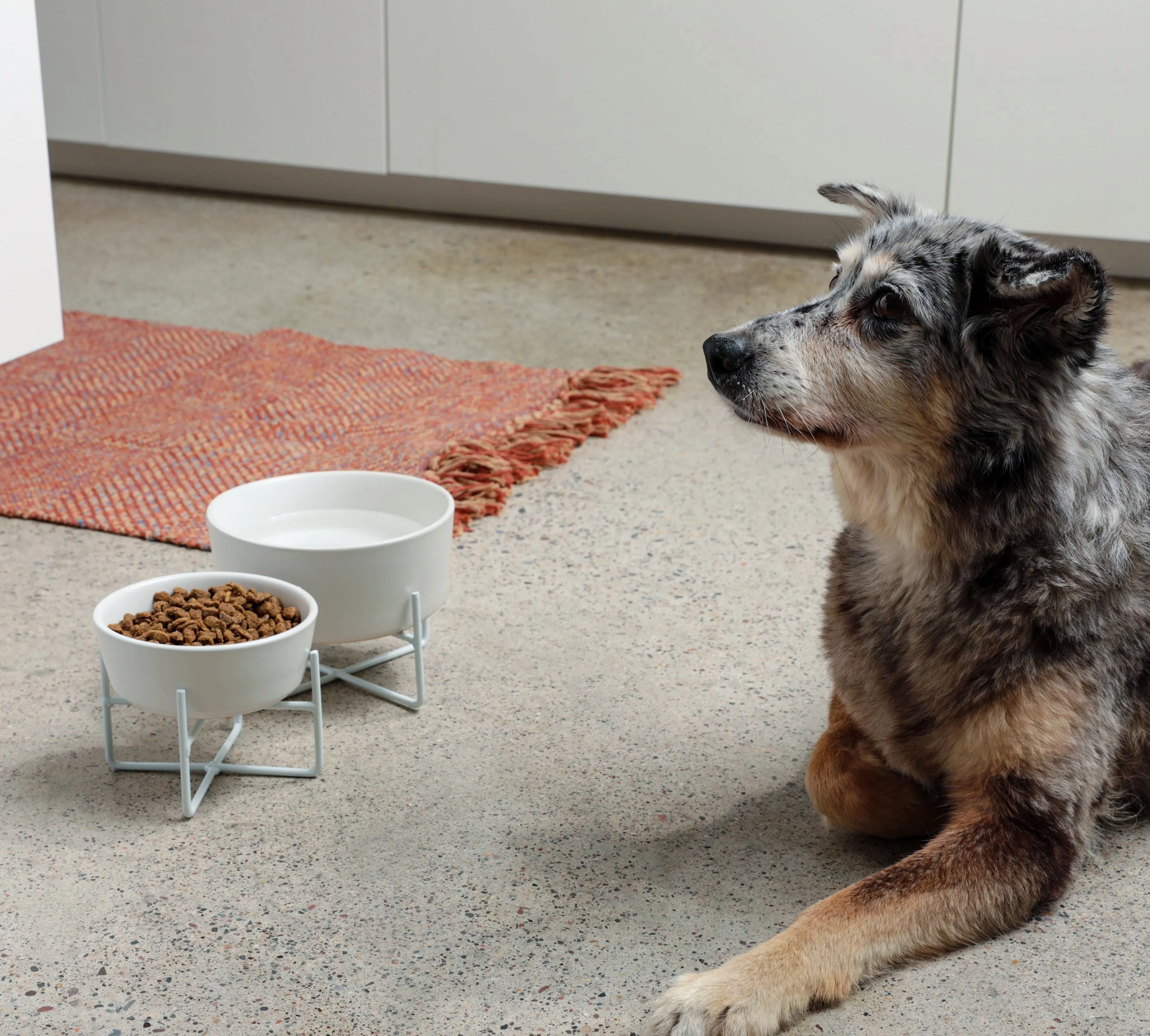 Simple Solid Bowl   Dog Bowl Stand by Waggo