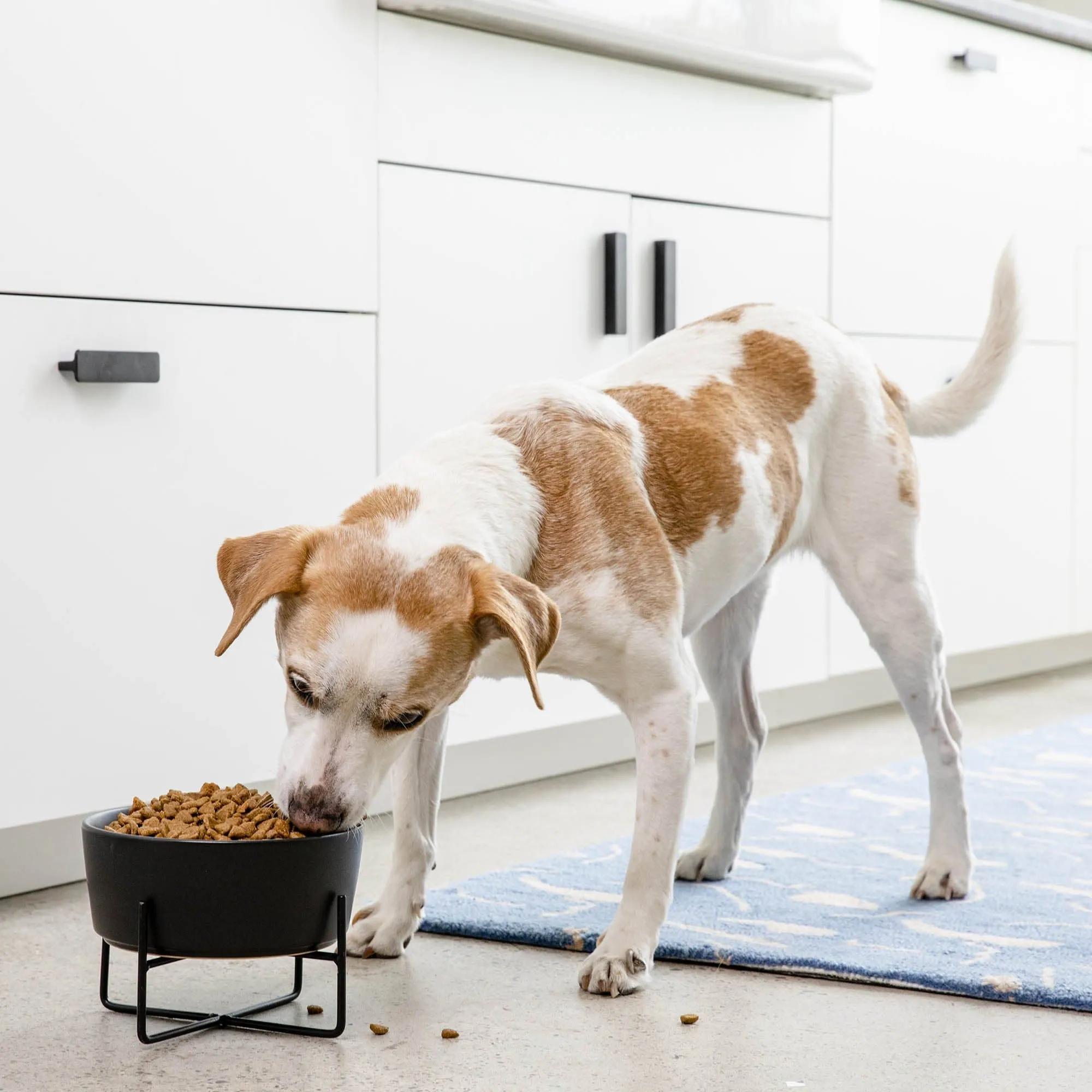 Simple Solid Bowl   Dog Bowl Stand by Waggo
