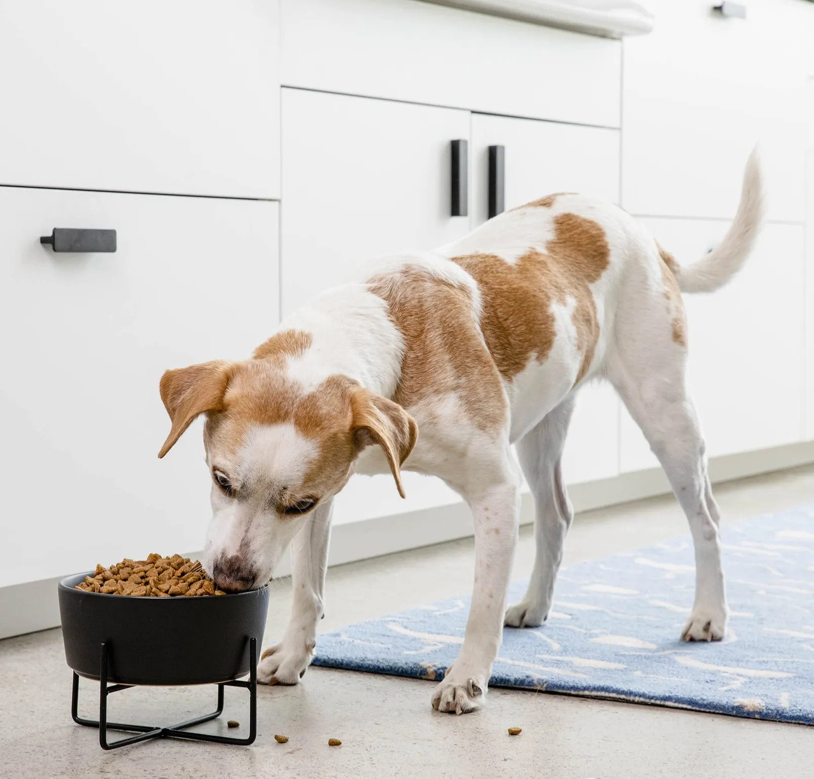 Simple Solid Bowl   Dog Bowl Stand