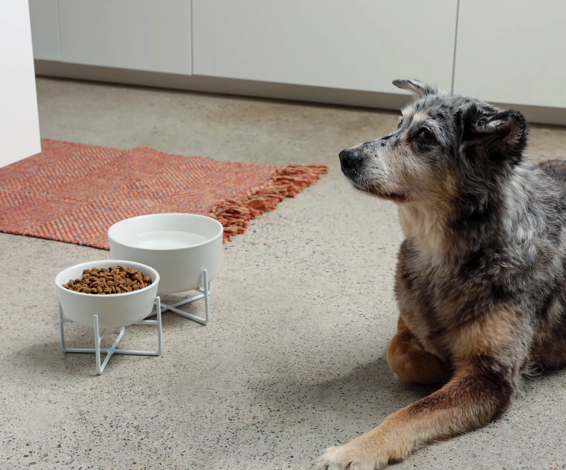 Simple Solid Bowl   Dog Bowl Stand