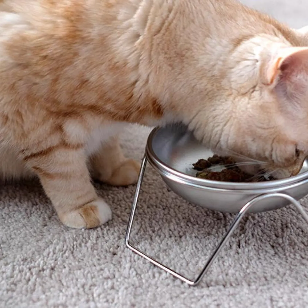 Stainless Steel Cat Bowl with Stand (for small dogs too!)