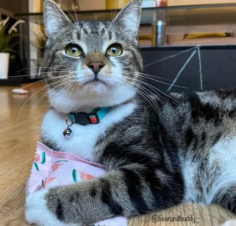 Watermelon Cat Collar with Safety Release Buckle